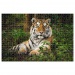 Animal Planet: Tigris 1000db-os puzzle